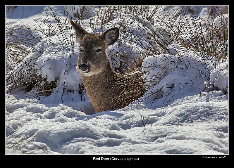 8302 -Shuby Pk -Red Deer.jpg :: Red Deer (Cervus elaphus)