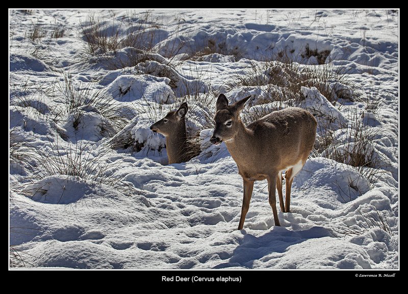 8335 -Shuby Pk -Red Deer.jpg :: Red Deer (Cervus elephus)