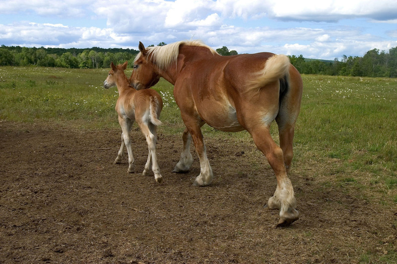 CRW_0676 -Horses -HR copy  -WEBSITE(1).jpg