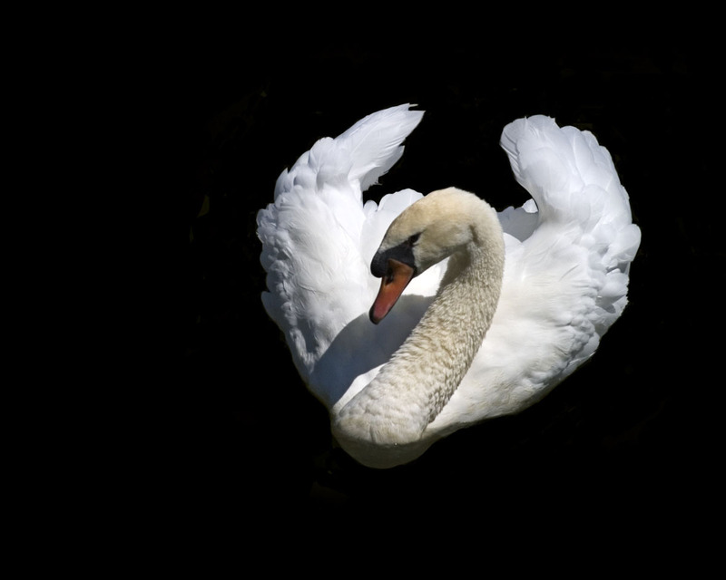 CRW_8167-White Swan on Guard.jpg