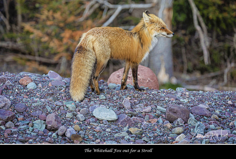 LRN1941 -Our little Fox -SIZED -C  -WEBSITE(1).jpg