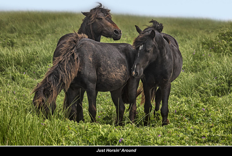 LRN5750 -Sable Island Horses (1).jpg