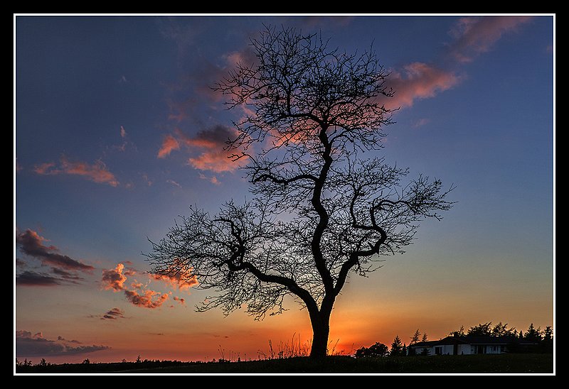 _MG_0081 -Fingers in the Light.jpg :: Like fingers reaching for the sky