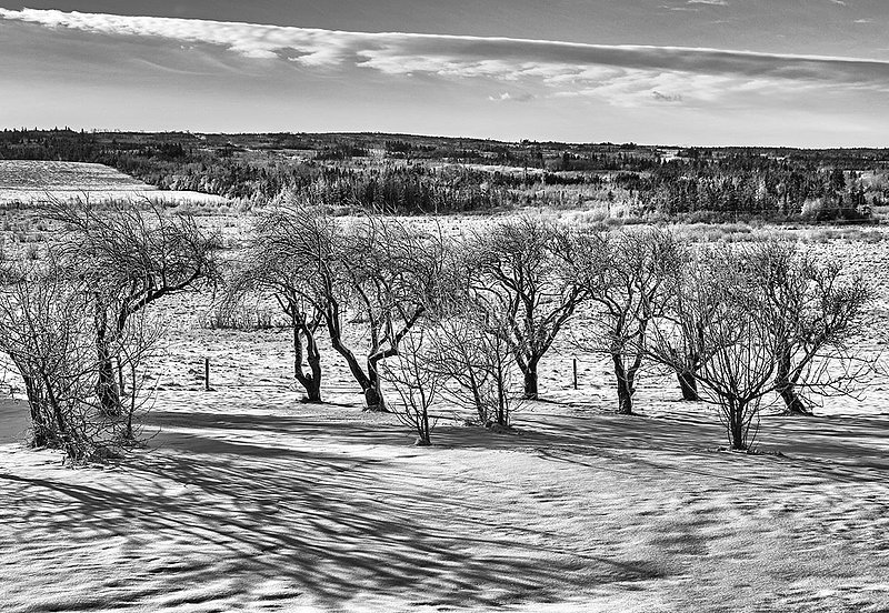 _MG_2264 -Pushing through.jpg :: Pushing through the winter storm