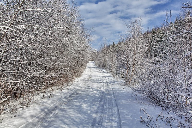 _MG_2410 -Morning drive after the storm.jpg :: Snow covered trees greet the dawn