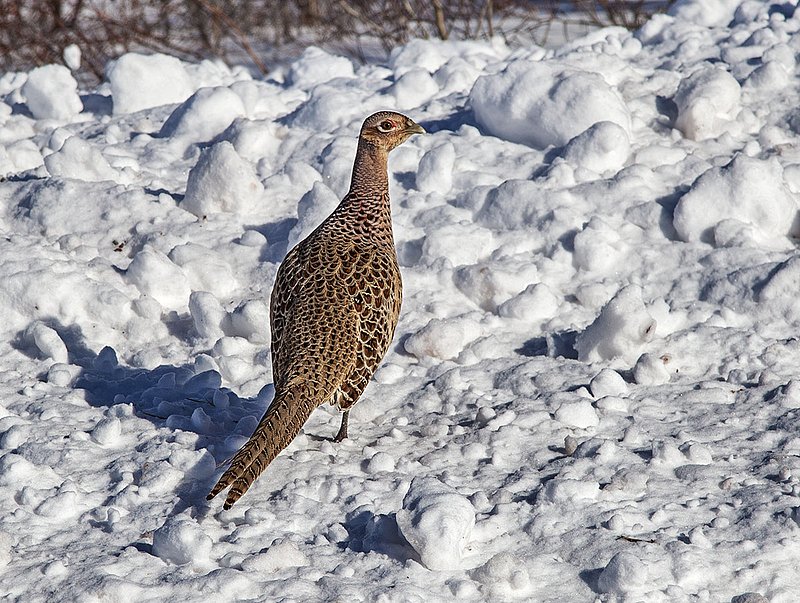 _MG_3015 -Ring Necked Pheasant -female.jpg :: Ring Necked pheasant giving the evil eye