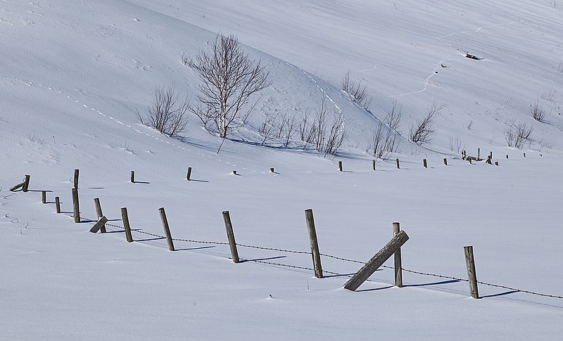 _MG_3799 -Following the trail.jpg :: Following the animal tracks