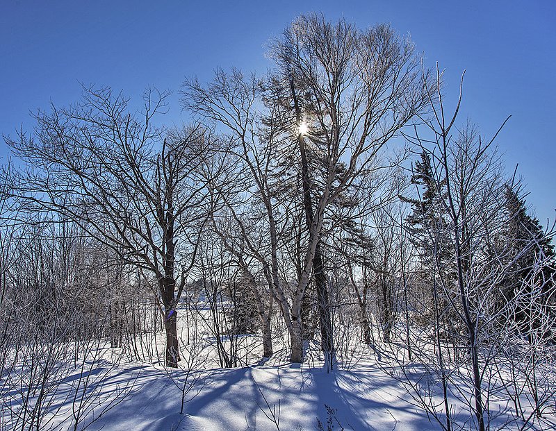 _MG_3915 -The sun awakens a new day.jpg :: Sun alights amidst the trees