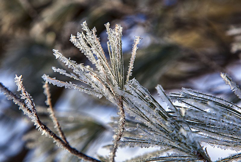 _MG_4146 -Early morning Frost.jpg :: Frost marks the start of day