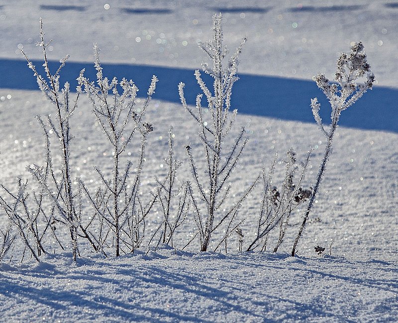 _MG_4181 -Early morning Frost paints the landscape.jpg :: Hoar Frost rims the weeds