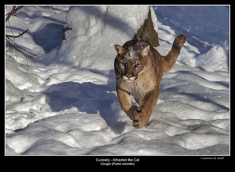 _MG_6745 -Cougar on the attack.jpg :: A cougar -Puma concolor- runs down its prey