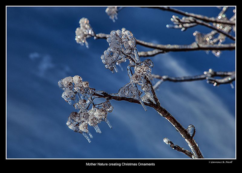 _MG_6901 -Icebuds by Mother Nature.jpg :: After the storm