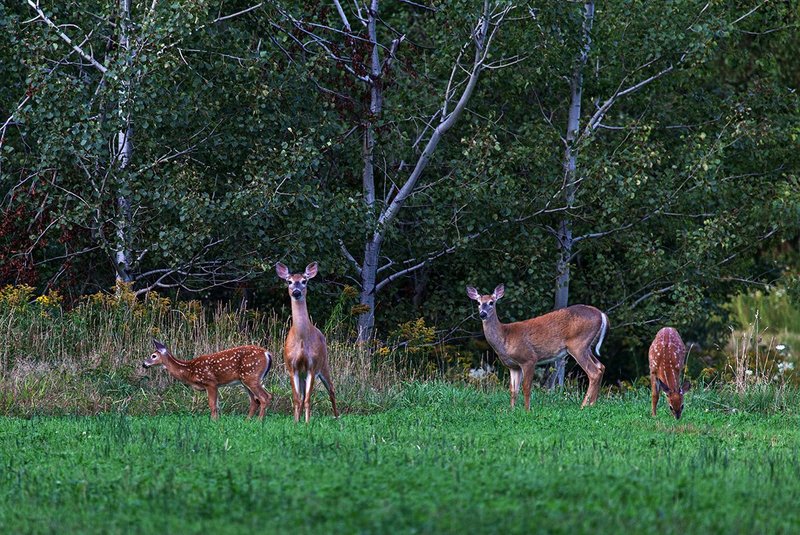 _MG_9115 -Standing Guard.jpg :: On Alert