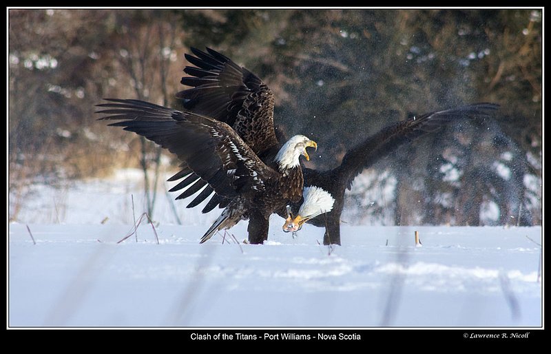 _MG_0007 -Eagles -Port Williams.jpg :: Battle of the Titans