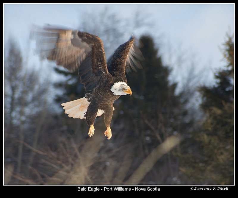 _MG_0014 -Bald Eagles -Port Williams.jpg :: Bald Eagle Landing with Intent