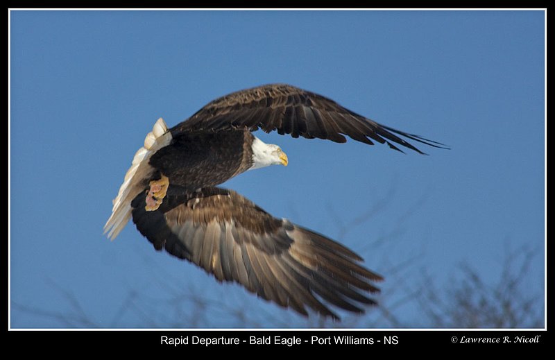 _MG_0018 -Bald Eagles -Port Williams.jpg :: Bald Eagle at Takeoff
