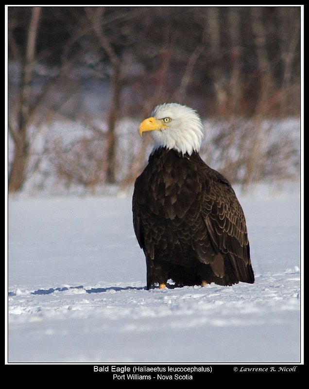 _MG_0088 -Bald Eagles -Port Williams.jpg :: Bald Eagle strutting his stuff