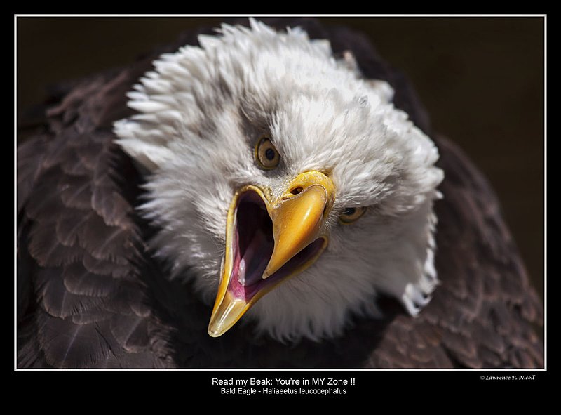 _MG_8126 -Shuby Pk -Bald Eagle.jpg :: Keep out of my space
