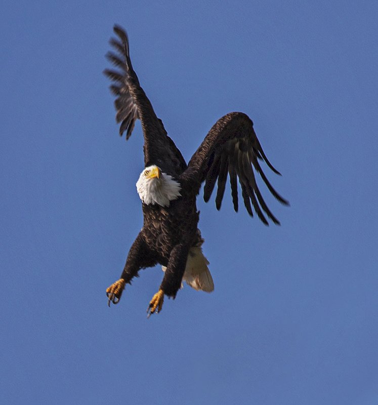 _MG_8271 -BALD Eagle.jpg :: Eagle in Landing formation