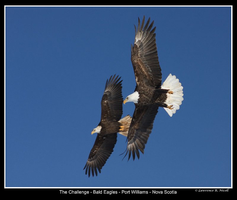 _MG_9866 - Bald Eagle Pair.jpg :: Eagles in Formation