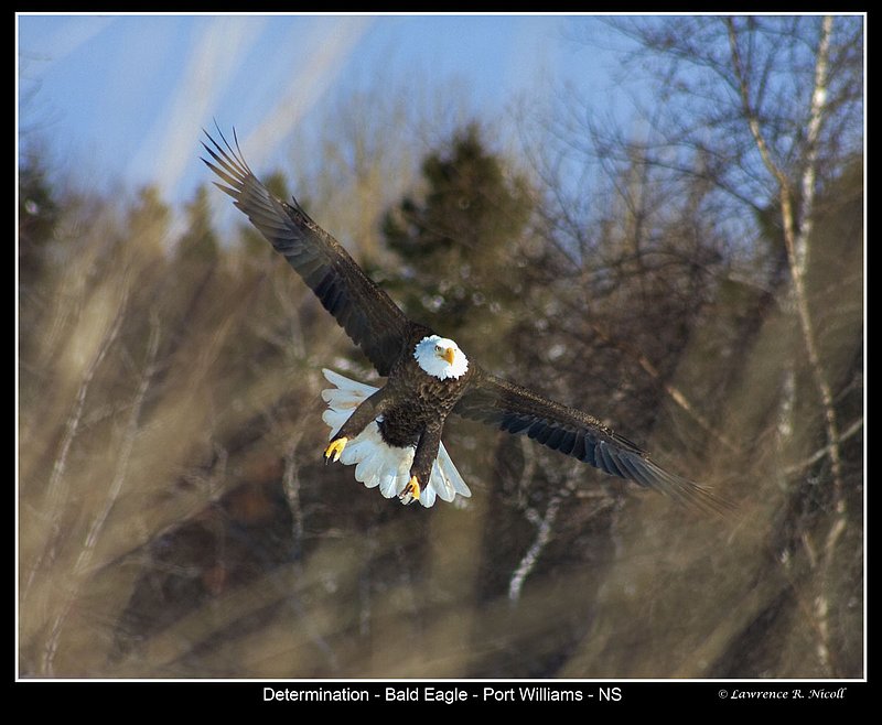 _MG_9901 -Bald Eagles -Port Williams.jpg :: Eagles determined landing