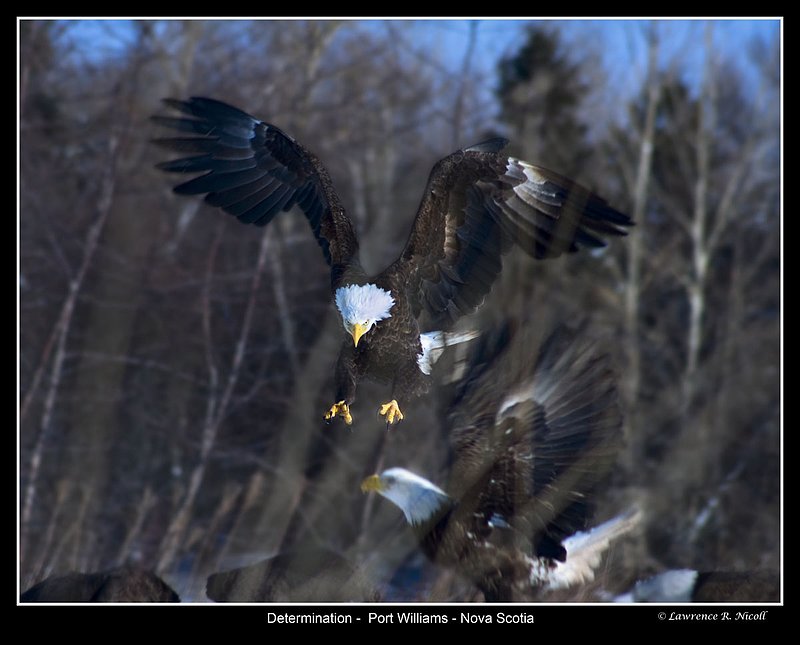 _MG_9940 -Bald Eagles -Port Williams.jpg :: Get out of my Way !!