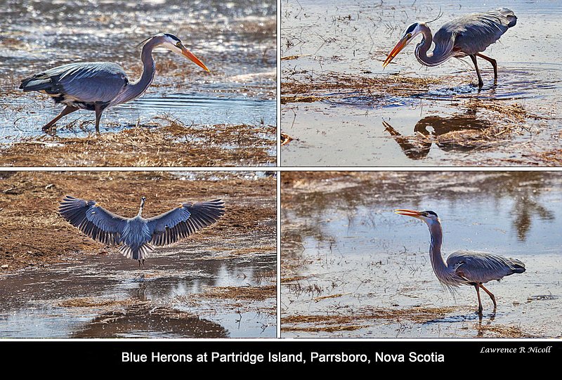 Nbr 04 -April -2017 -Blue Herons at Partridge Island.jpg :: Blue Herons at Partridge Island