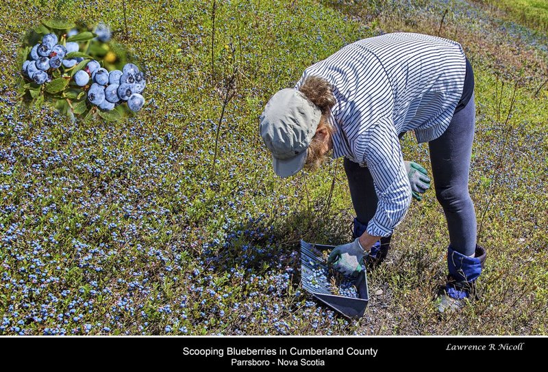 Nbr 08 -Aug 2017 -Scooping Blueberries in Cumberland County.jpg :: Aug 2017 -Scooping Blueberries in Cumberland County, NS