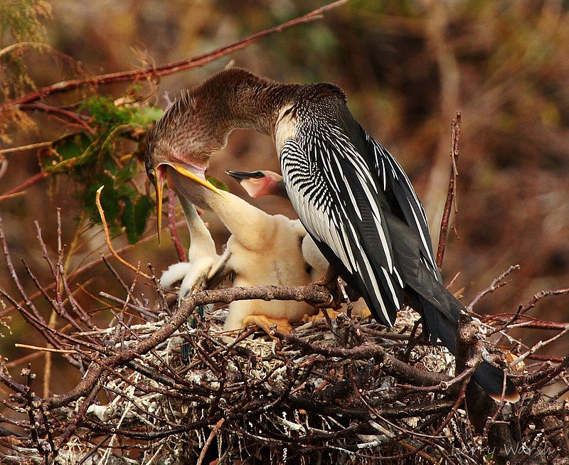 Anhinga feed.jpg