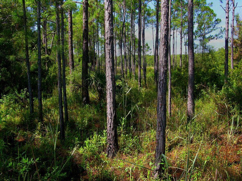 Corkscrew Nature Preserve--a1.jpg