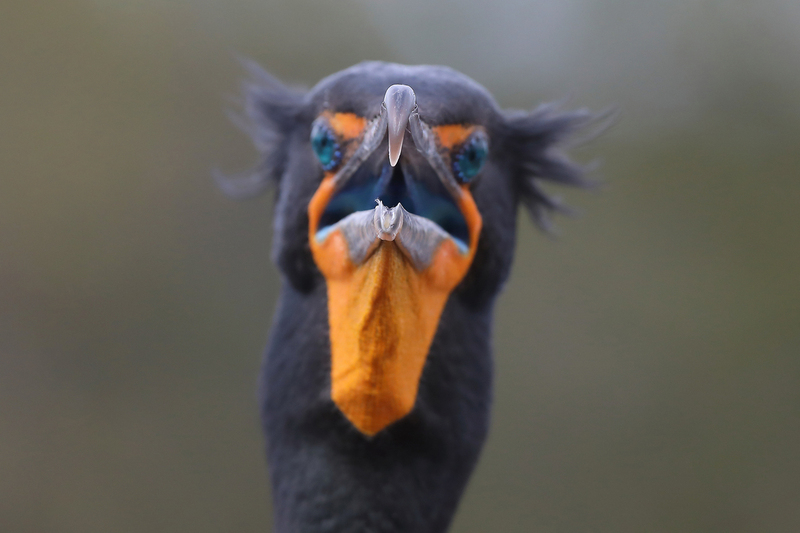Cormorant.jpg