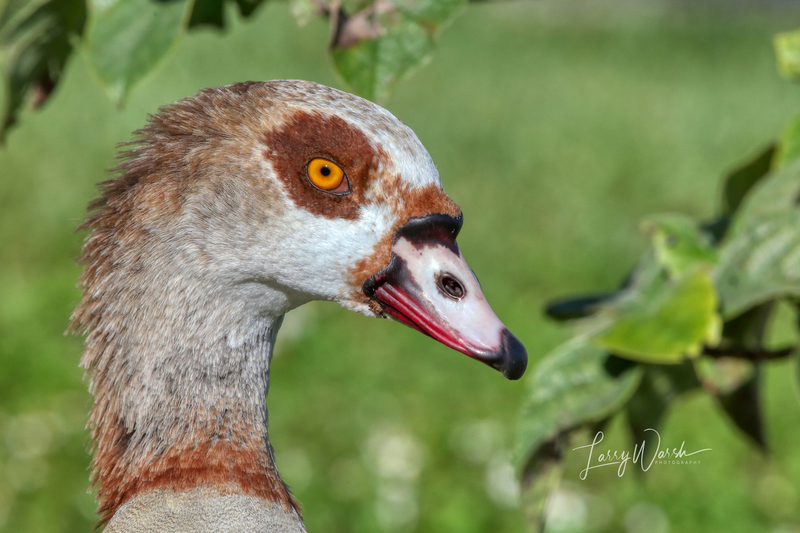 Egyptian Goose 1-30-2020(1).jpg
