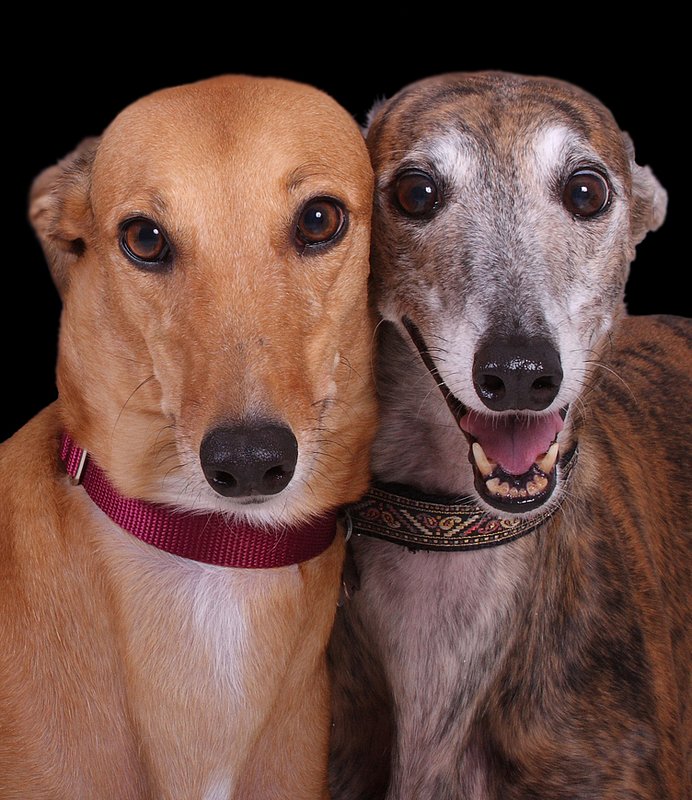 Ginger and Amber 1-10.jpg