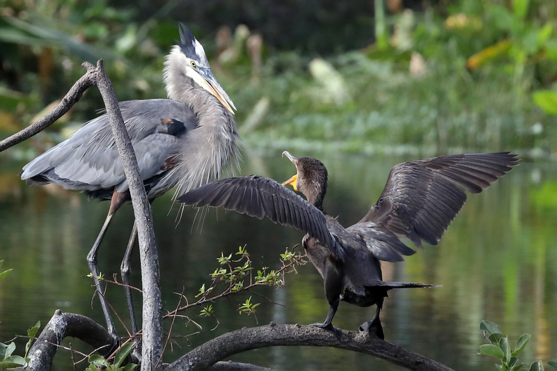 Great Blue and Cormorant.jpg