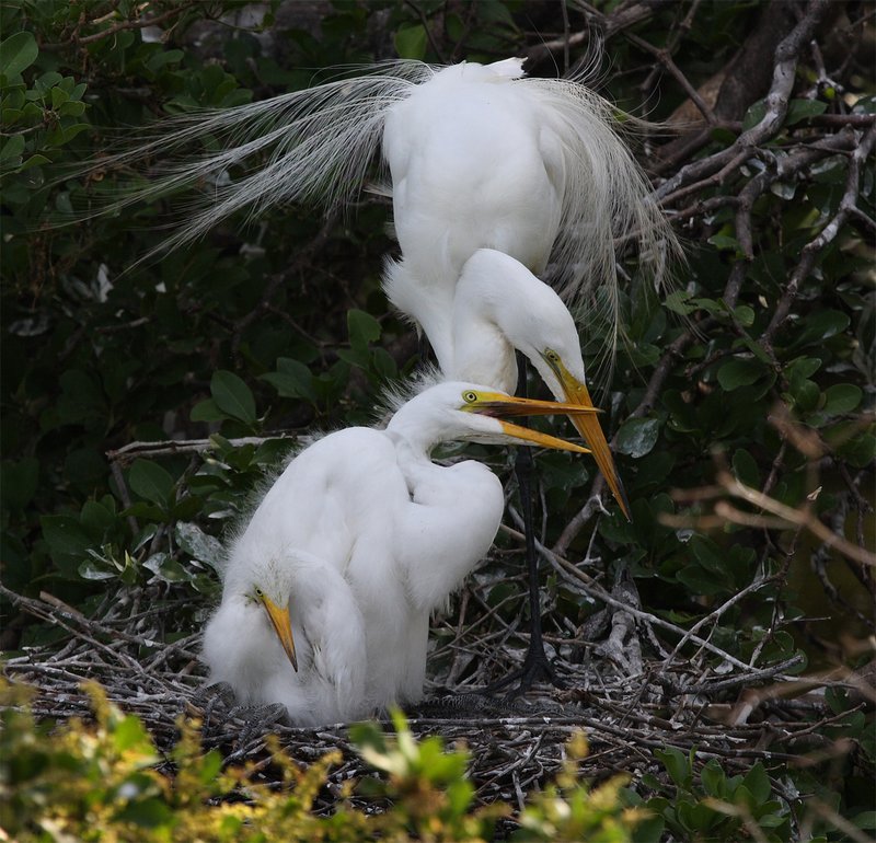 Great Whie w-chicks.jpg