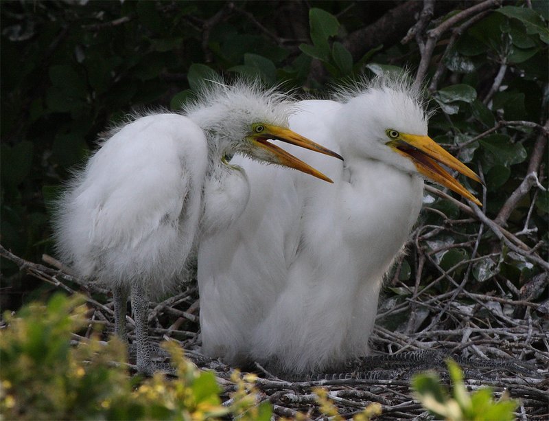 Great White Chicks.jpg