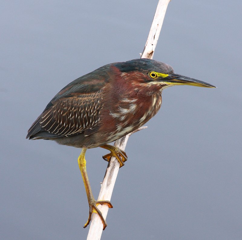 Green -everglades.jpg