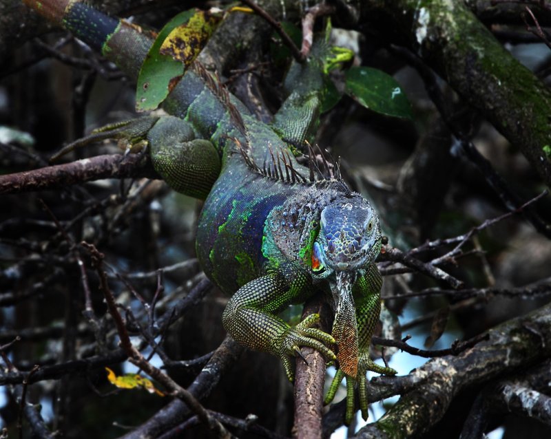 Iguana-.jpg