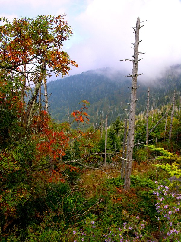 Klingmans Dome Great Smokey National Park 9-26-2007.jpg