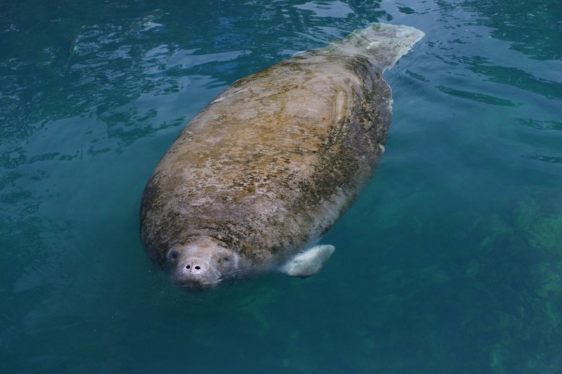 Manatee 2-09.jpg