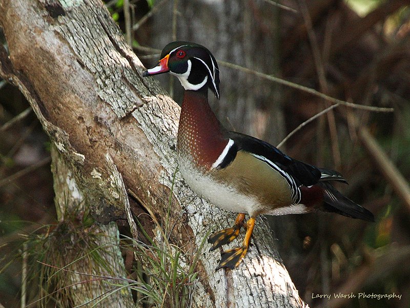 Mandarin Duck -Highlands Hammock Fl.jpg