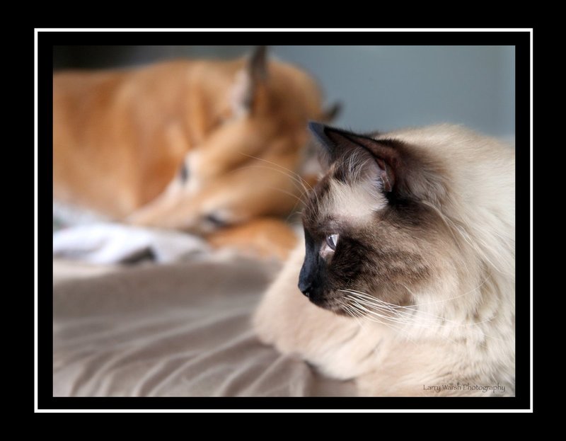 Otis and ginger1.jpg