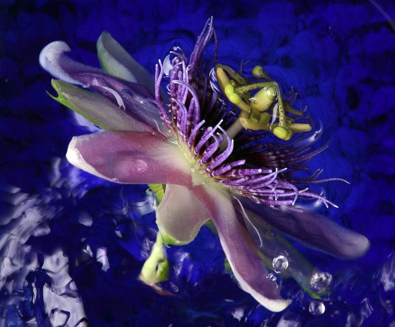 Passion Flower1.jpg