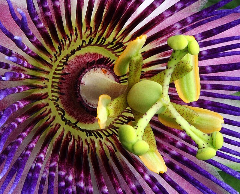 Passion flower.jpg