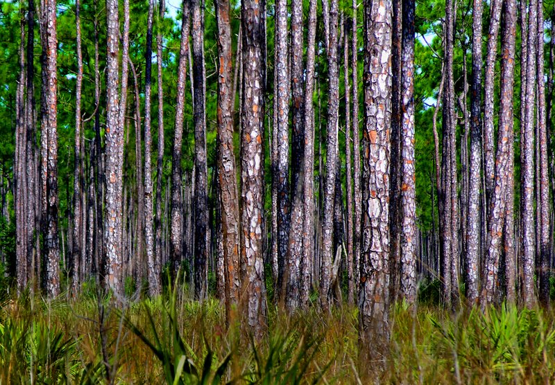 Pines-Everglades.jpg