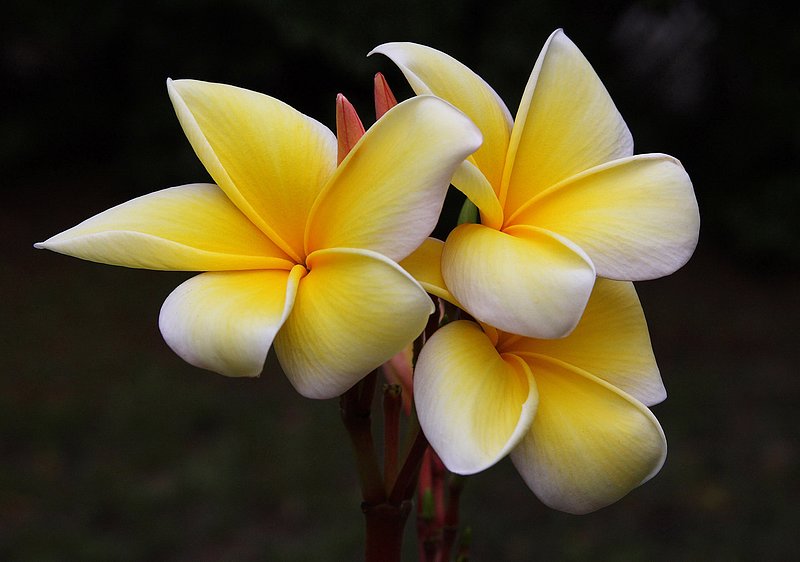 Plumeria-.jpg