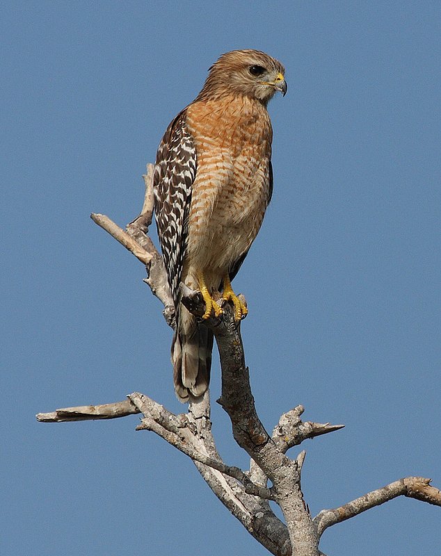 Red Shoulder Hawk-Everglades National Park..1.jpg