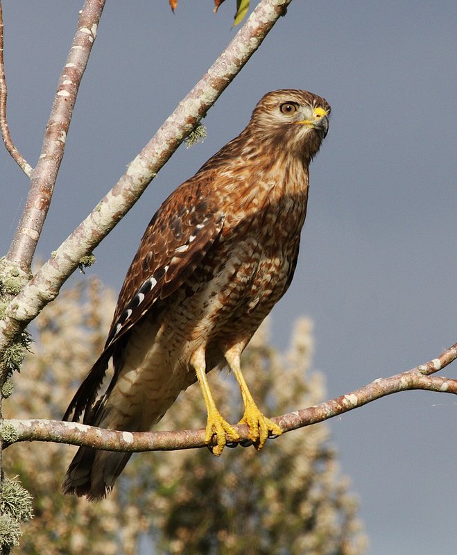 Red Shouldered Hawk - everglades.jpg