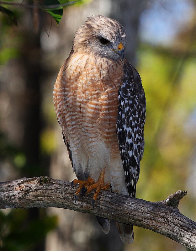 Red Shouldered Hawk-Big Cypress National Preserve-1-10.jpg