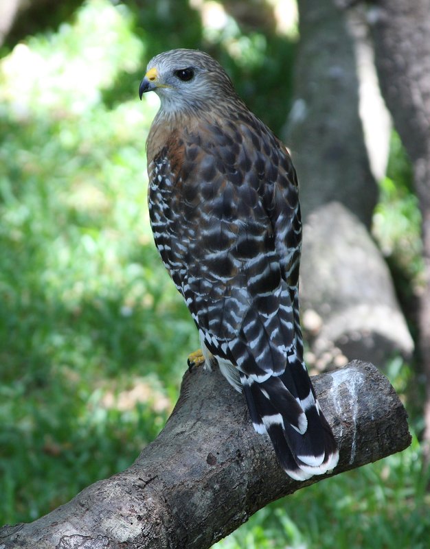 Red Shouldered Hawk.jpg